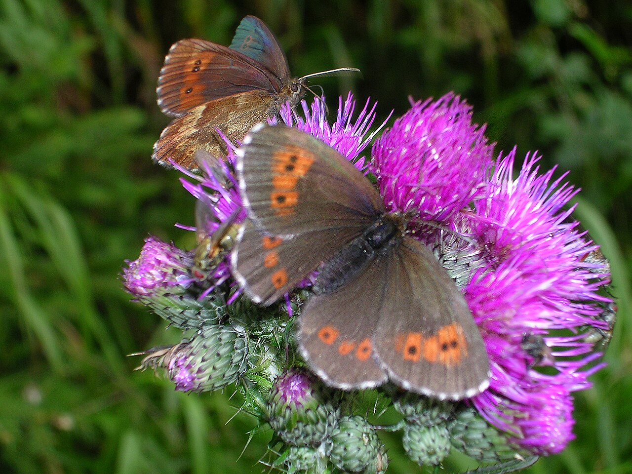 Erebia euryale