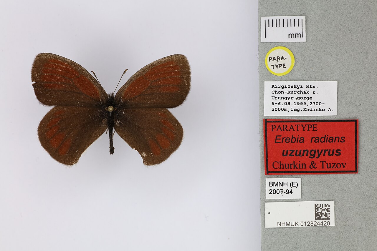 Erebia radians