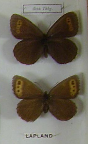 Erebia disa
