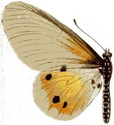 Acraea damii