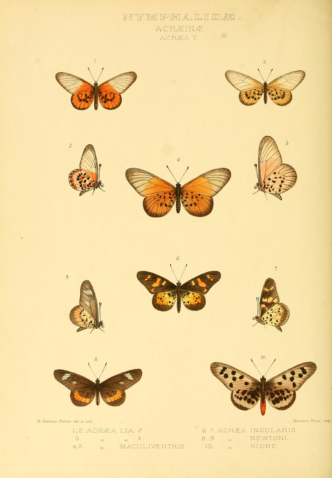 Acraea newtoni