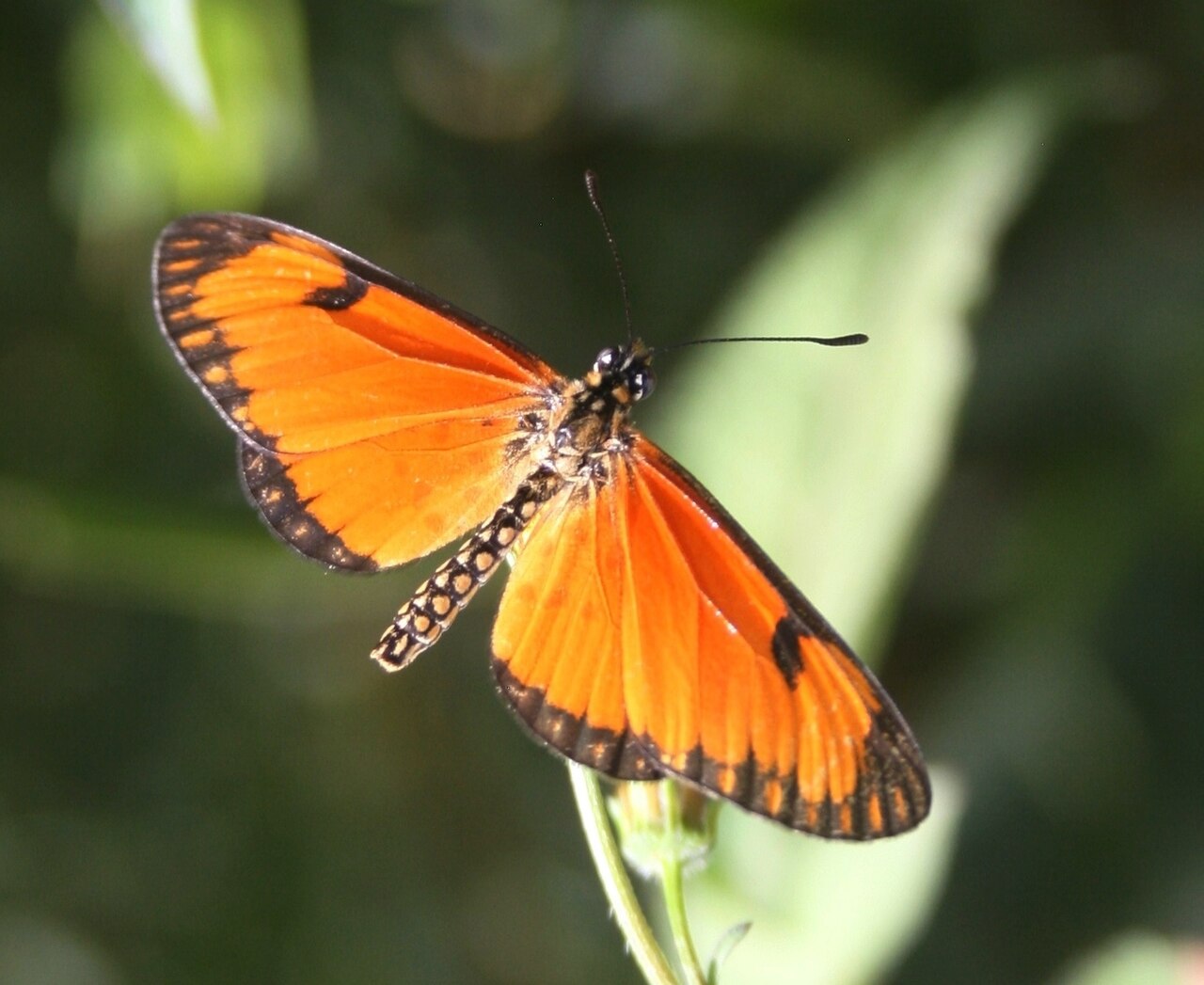 Acraea eponina
