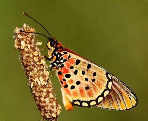 Acraea natalica