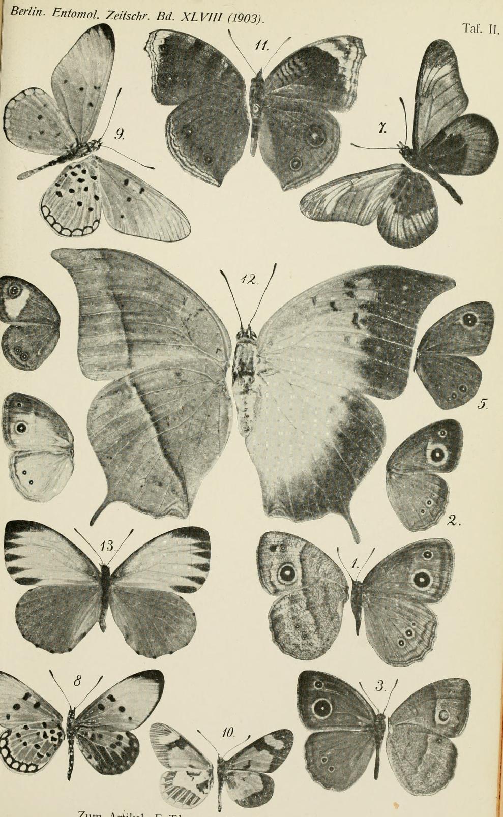 Acraea baxteri