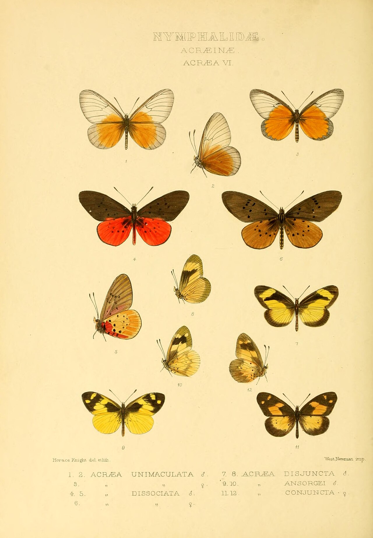 Acraea disjuncta
