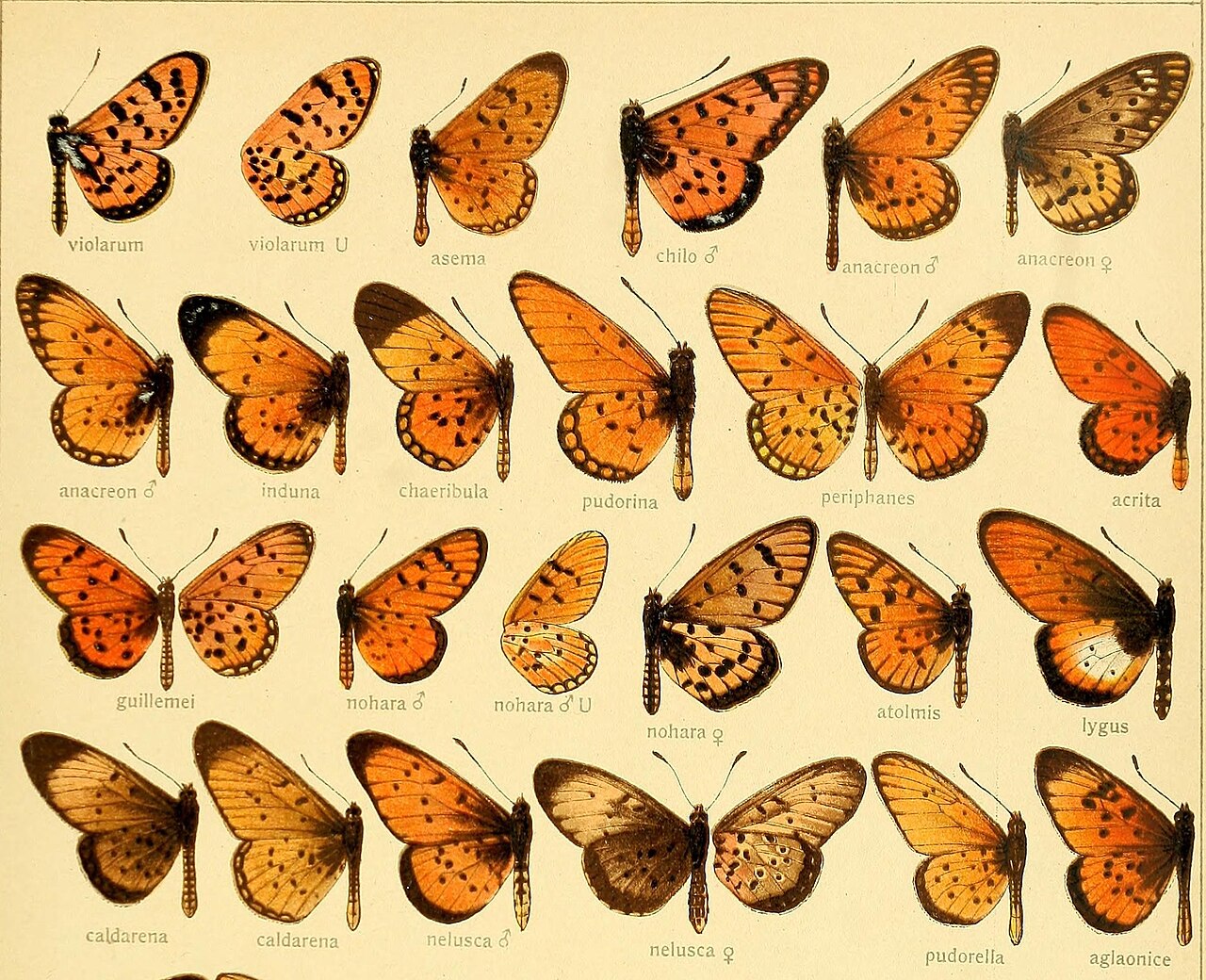 Acraea anacreon