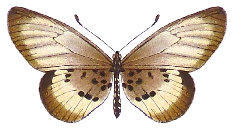 Acraea peneleos
