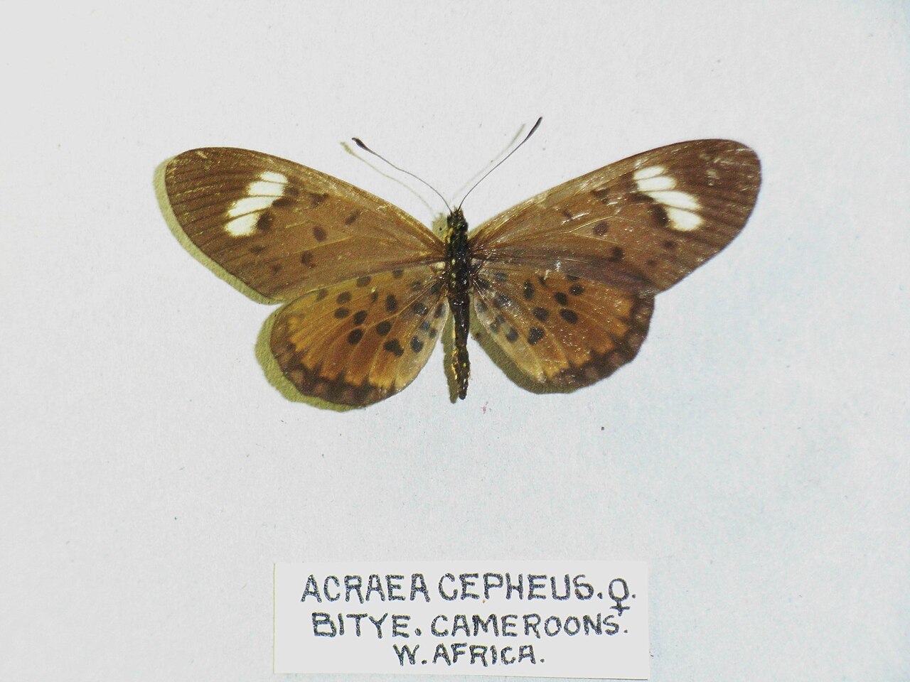 Acraea cepheus