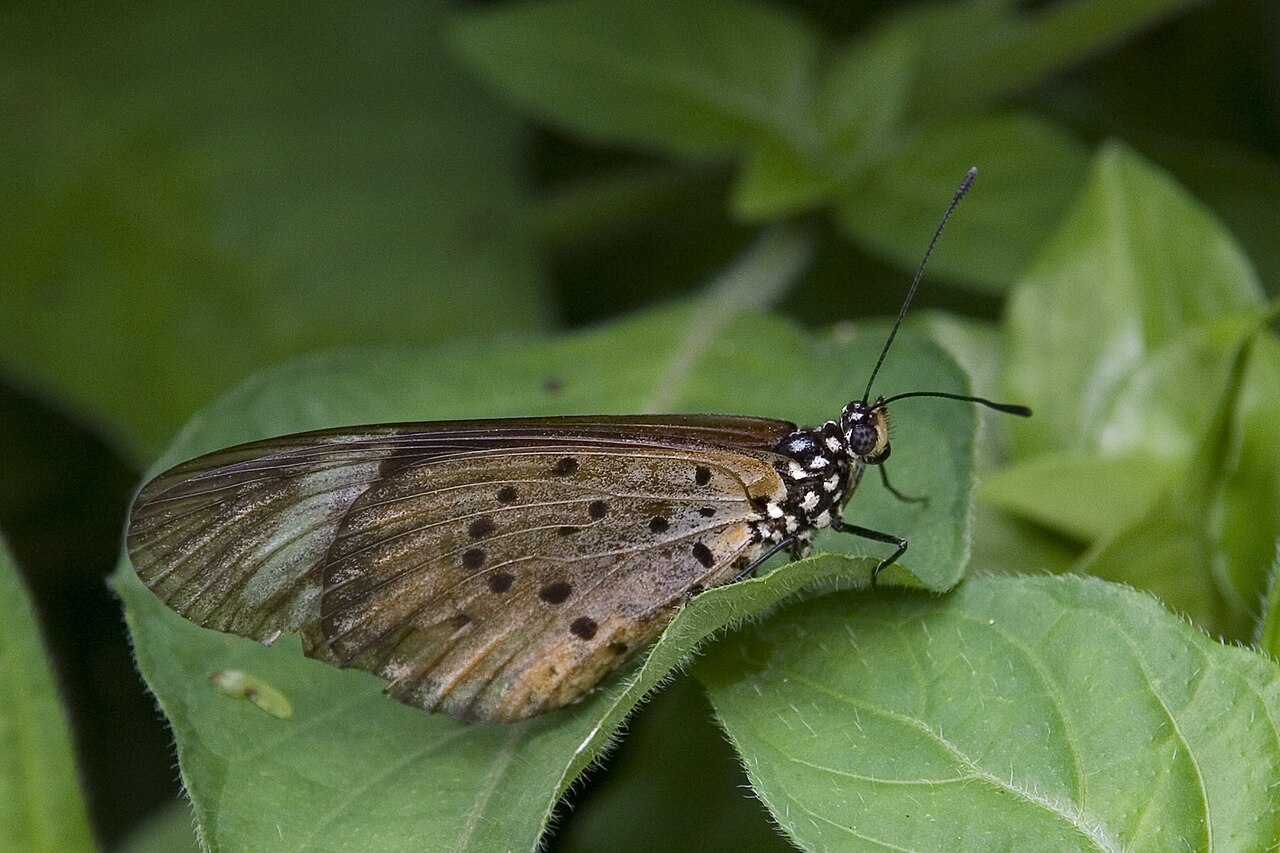 Acraea encedon