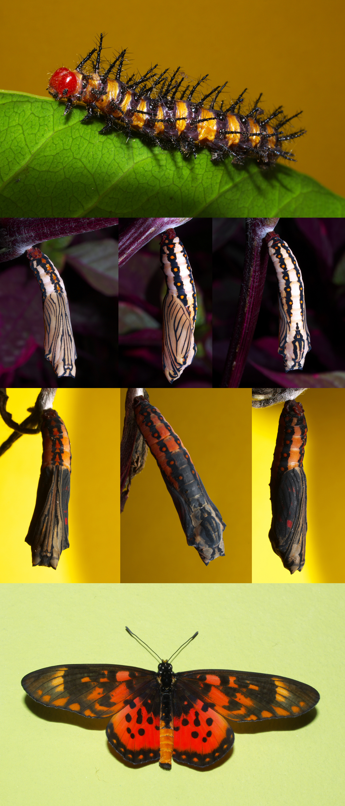 Acraea zetes