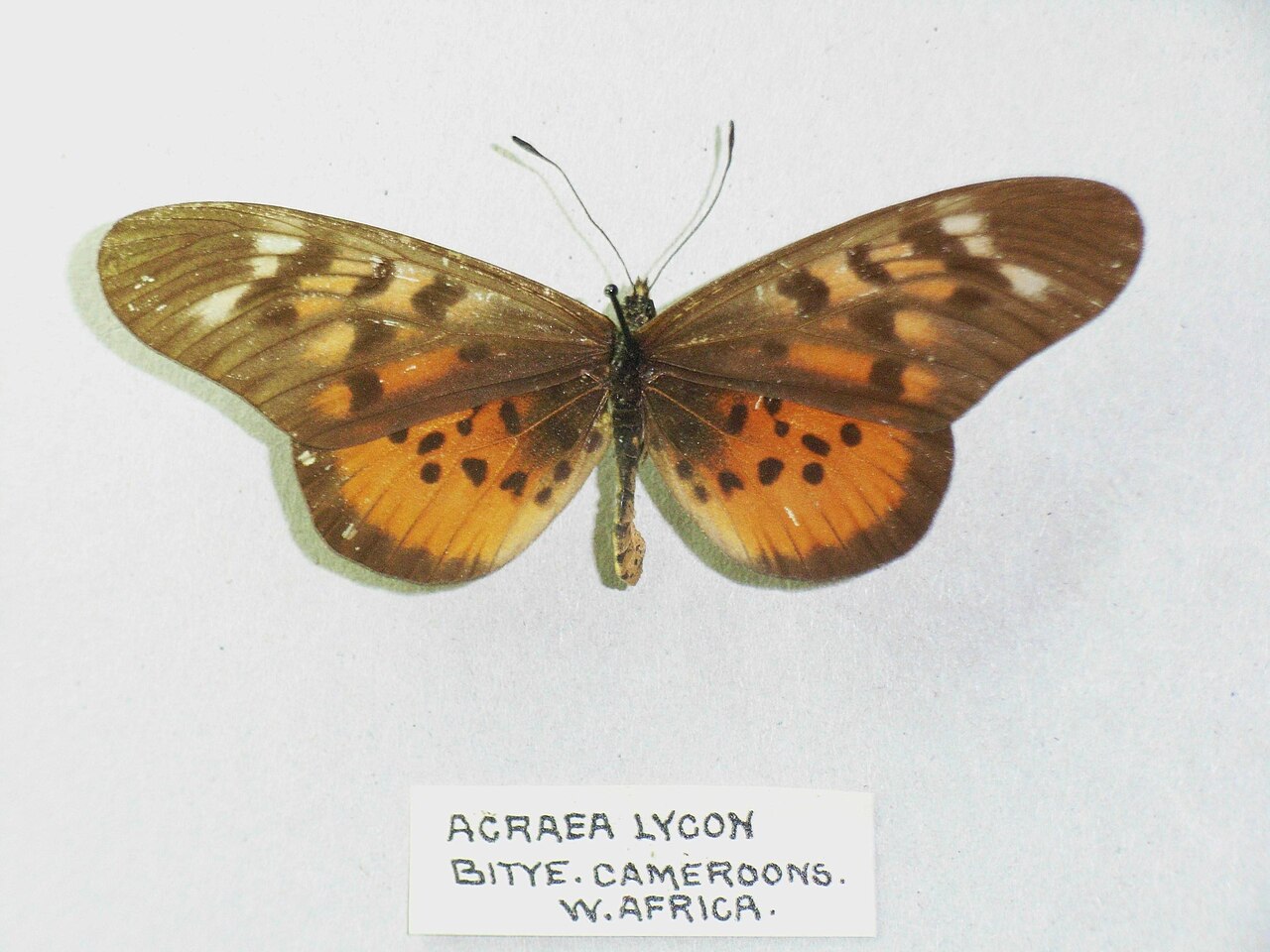 Acraea lycoa