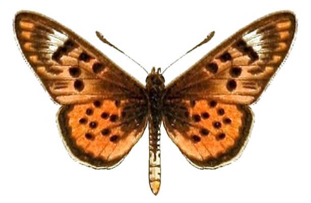 Acraea doubledayi