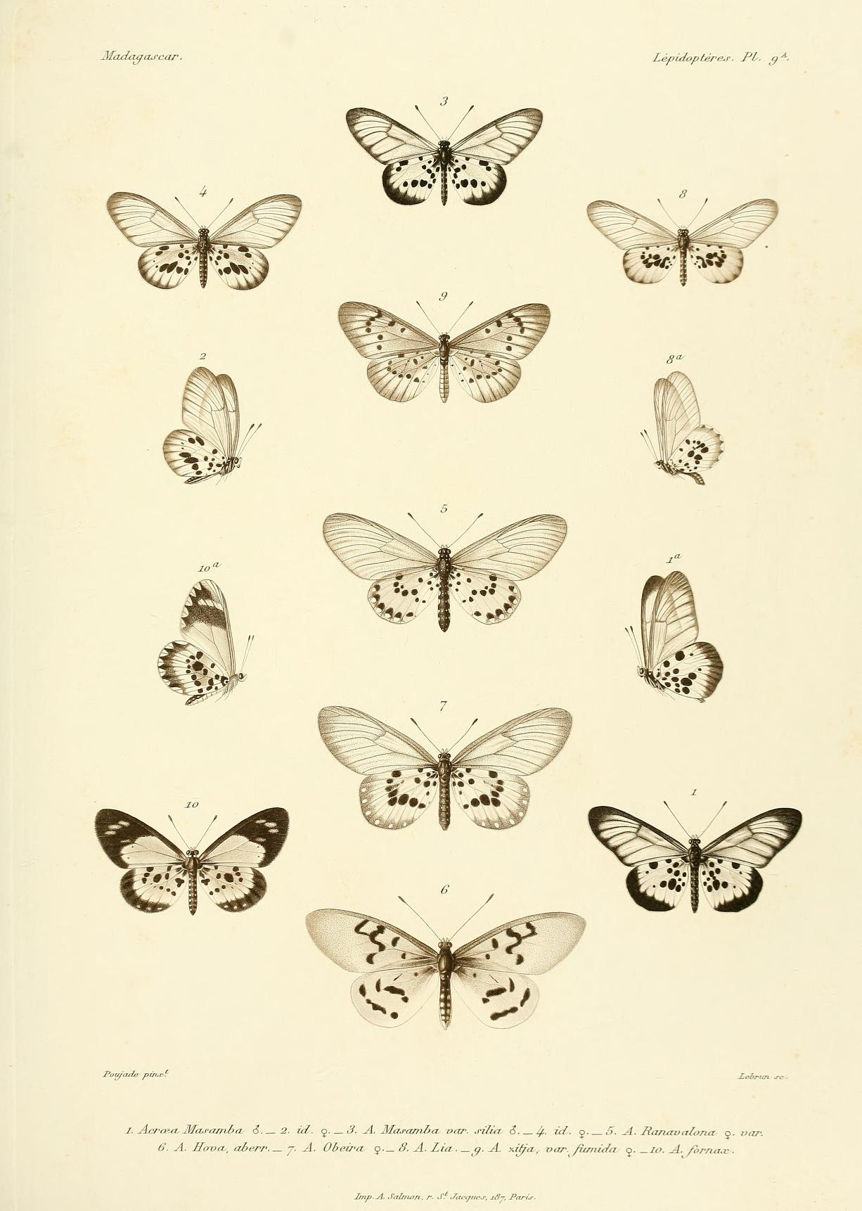 Acraea fornax