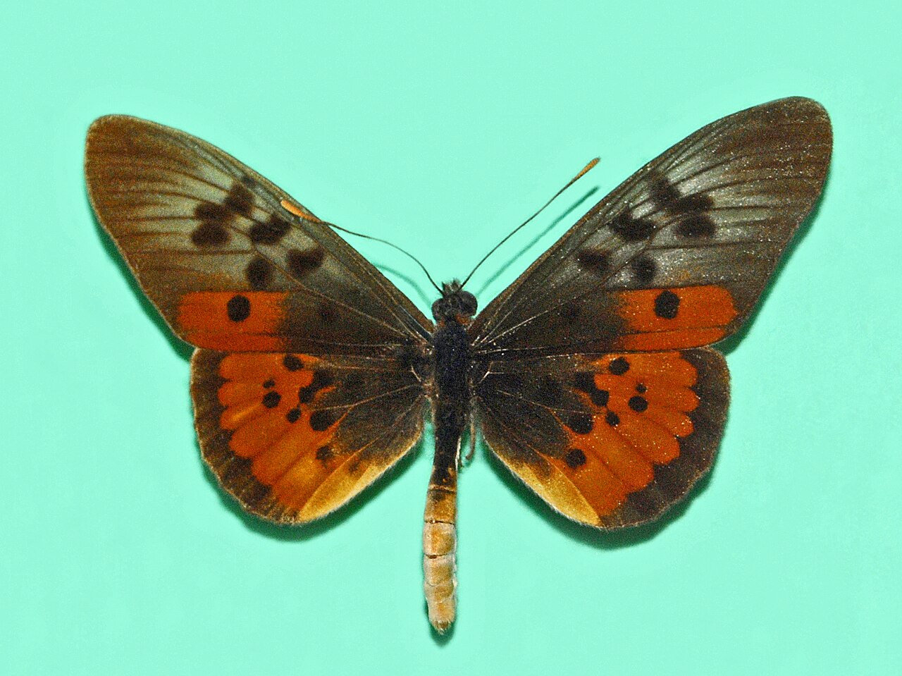 Acraea egina