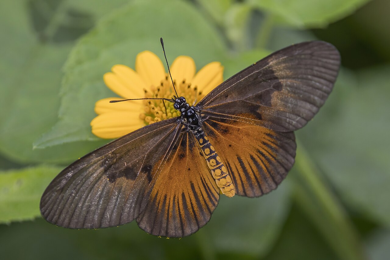Acraea alciope