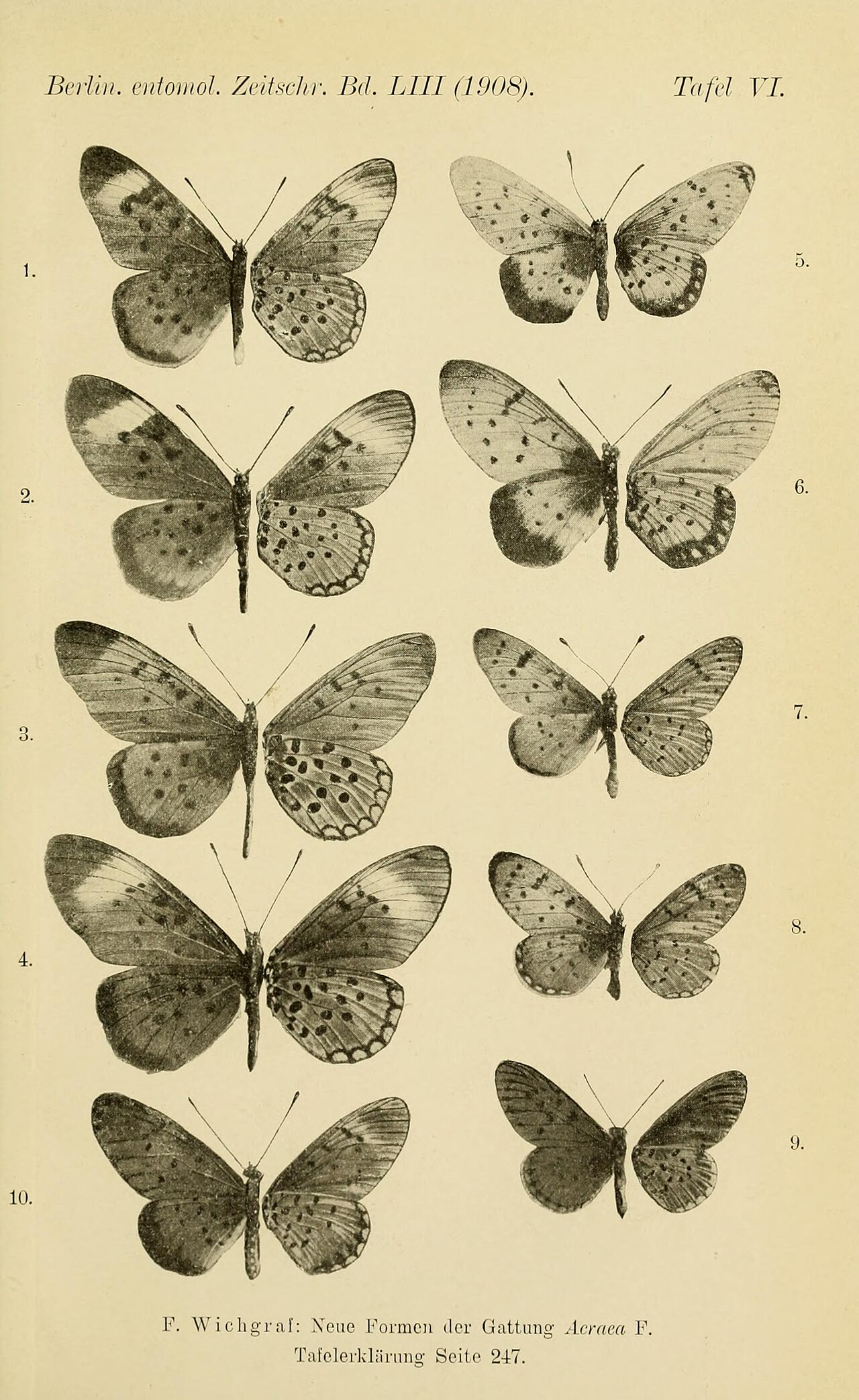 Acraea violarum