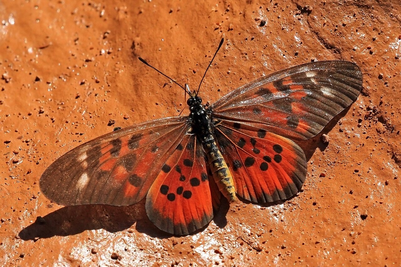 Acraea pharsalus