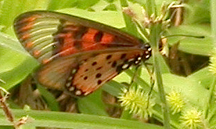 Acraea neobule