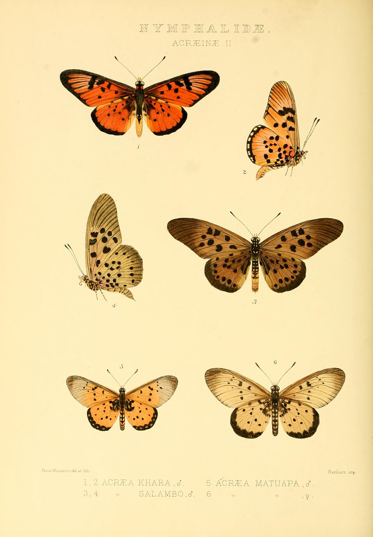 Acraea matuapa