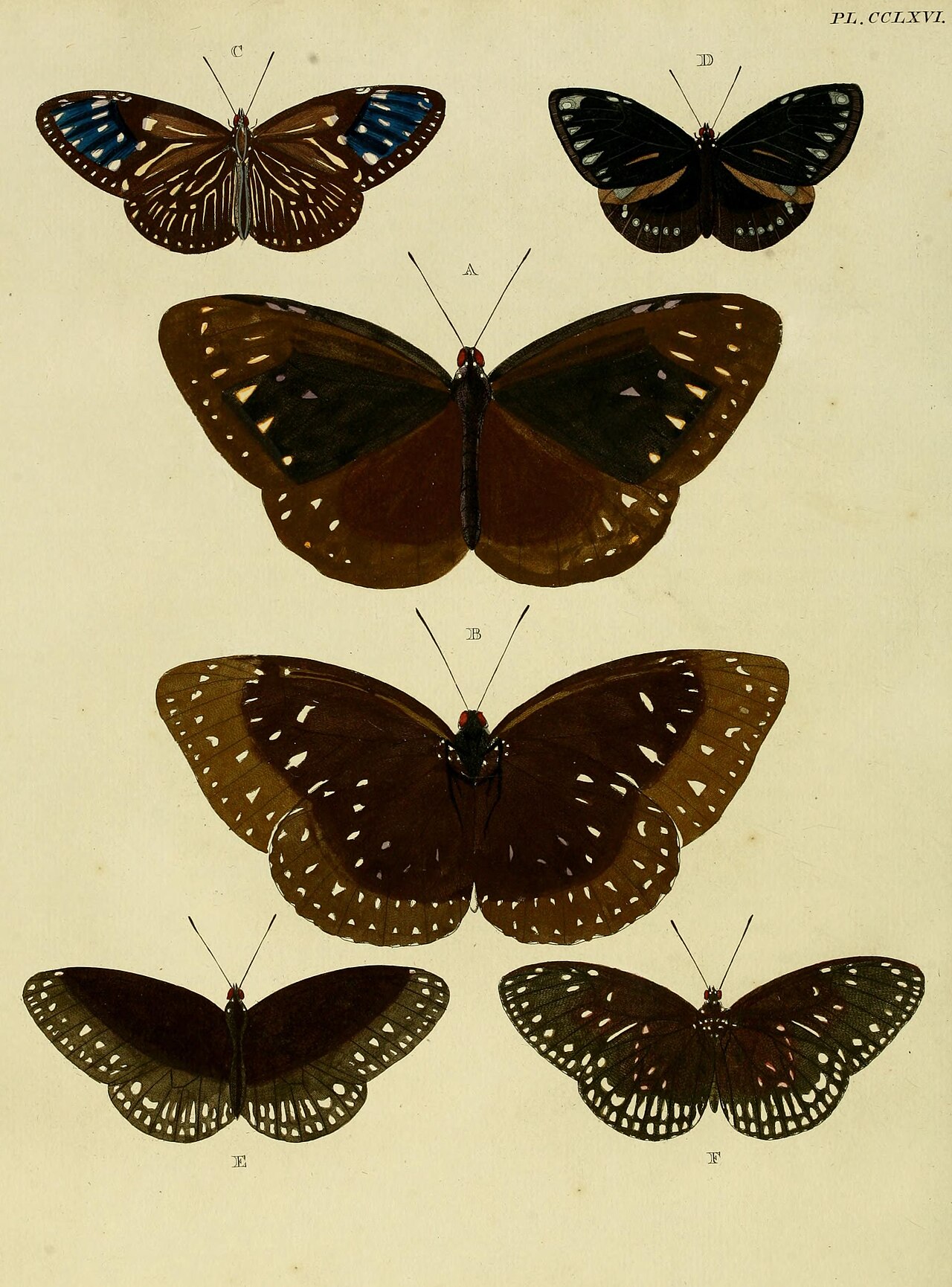 Euploea eleusina