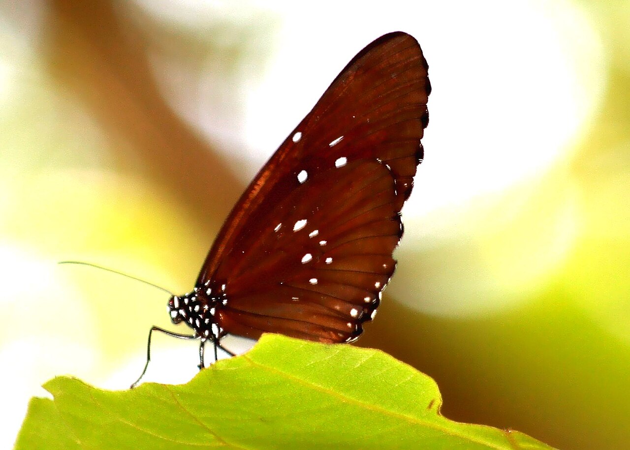 冷紫斑蝶（Euploea algea）