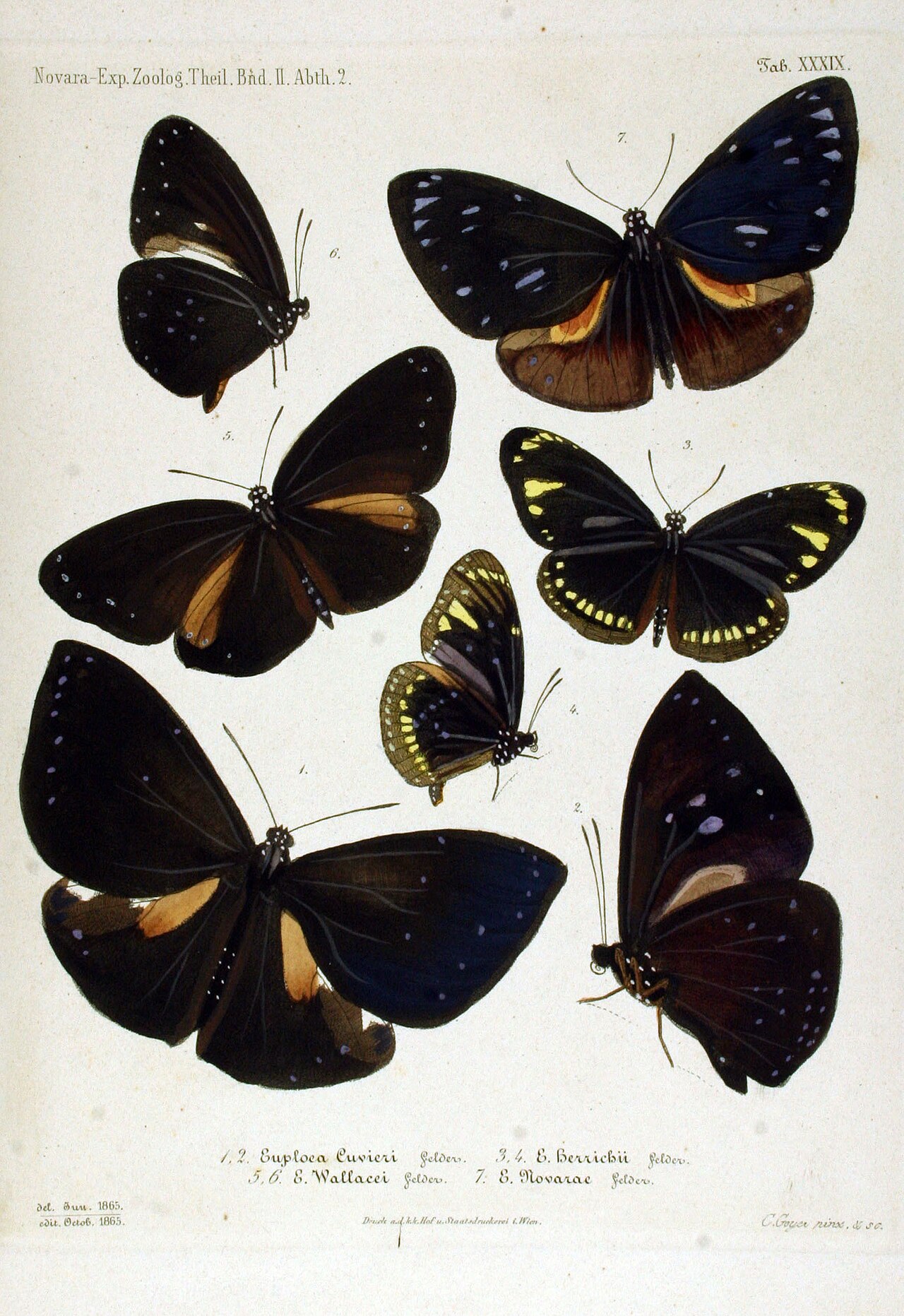 Euploea boisduvalii