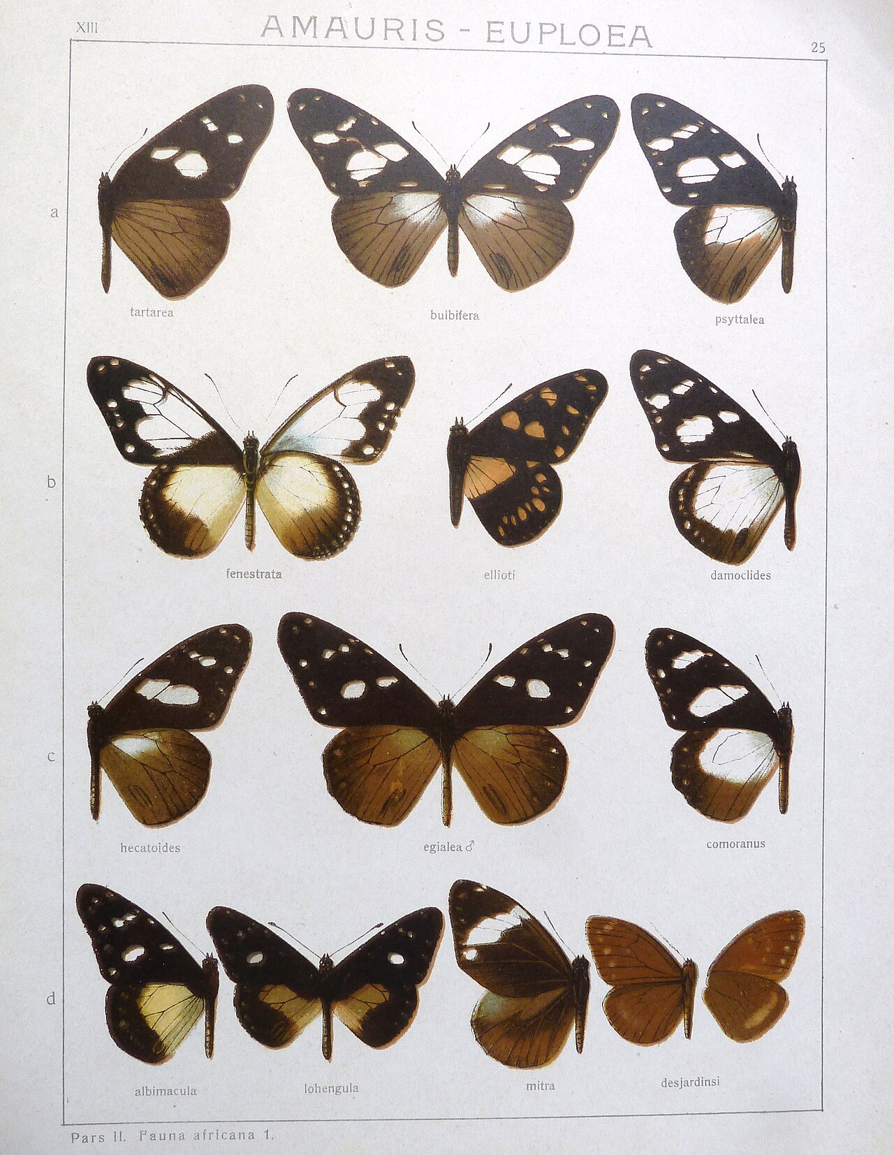 Euploea mitra
