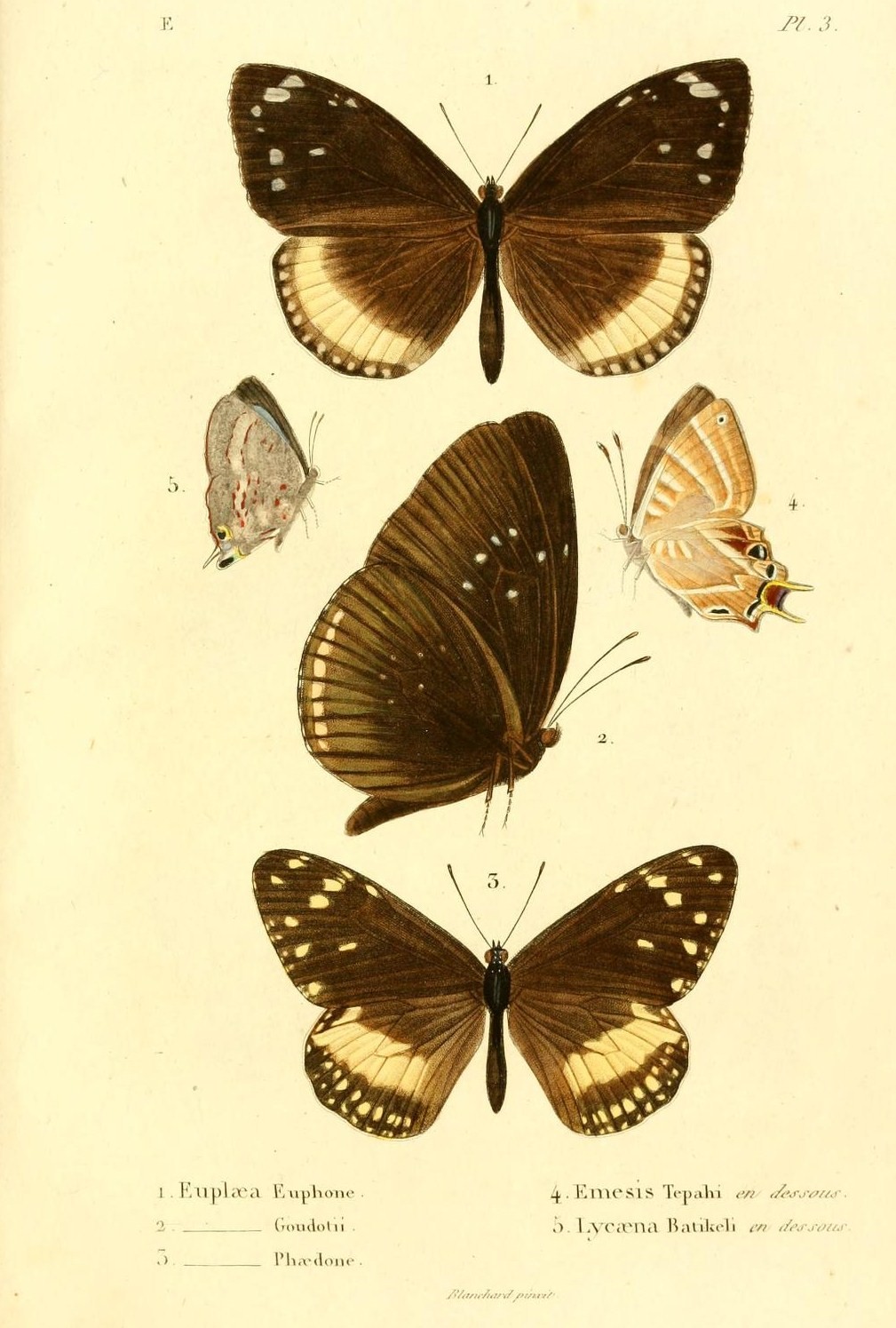 Euploea euphon