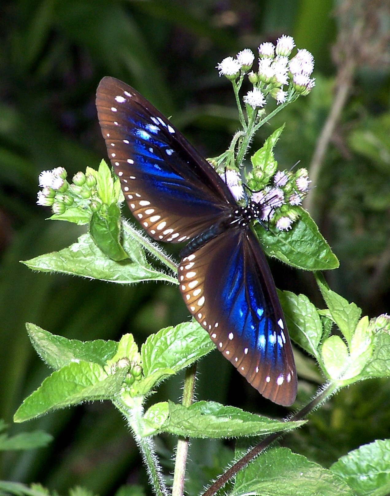 蓝点紫斑蝶（Euploea midamus）