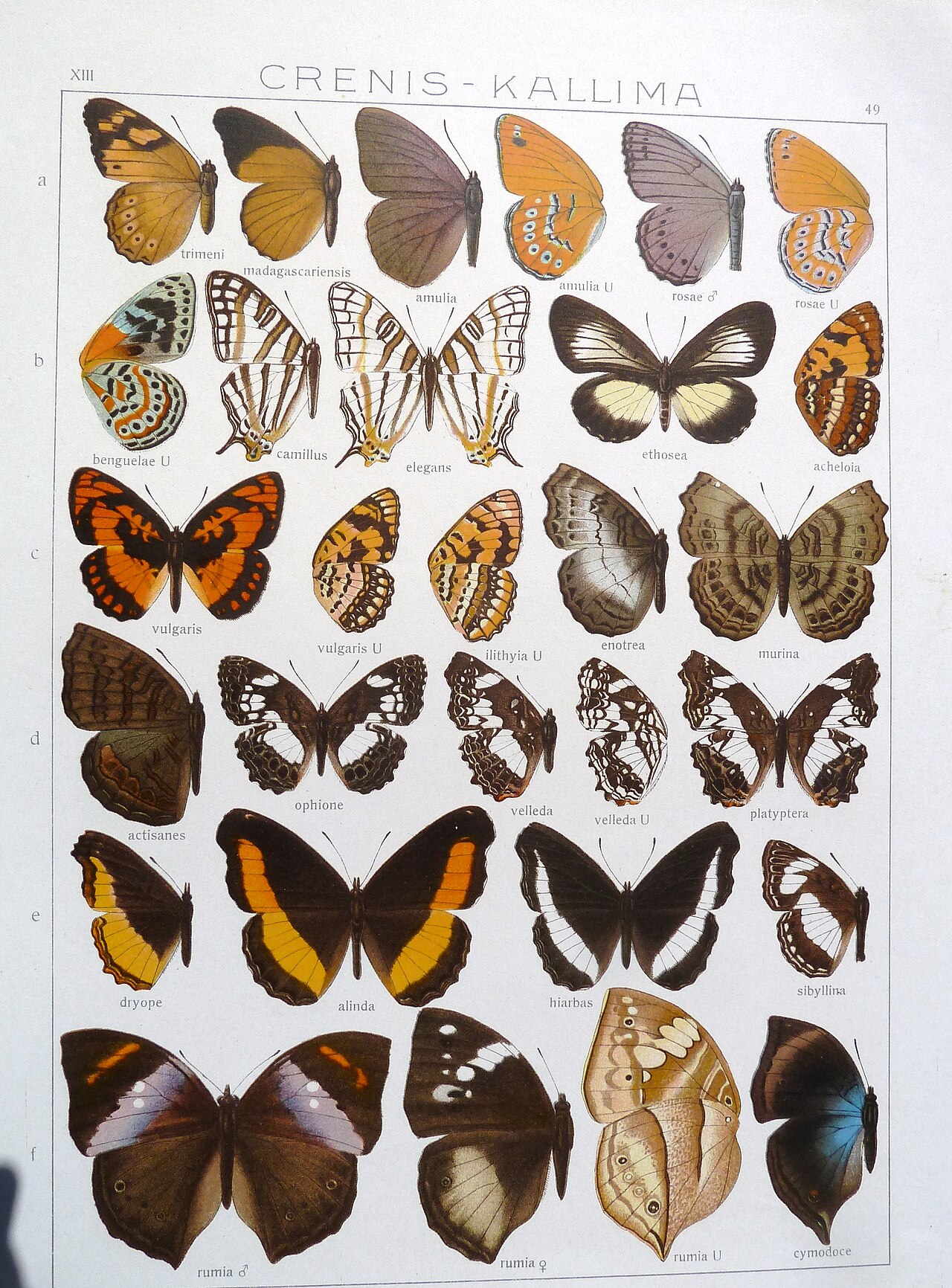 Sallya madagascariensis