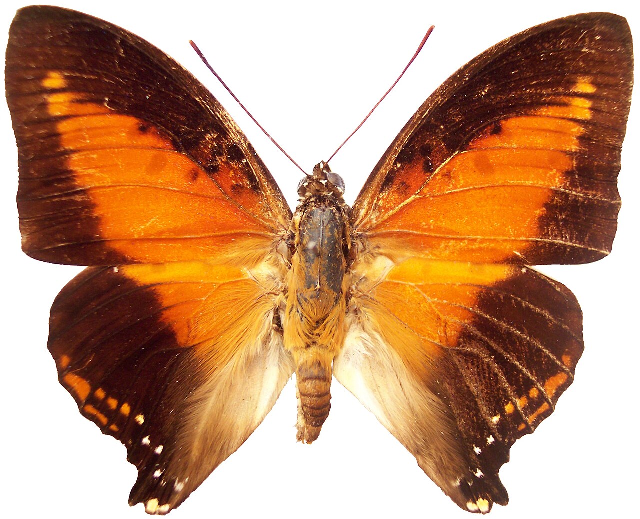 Charaxes zingha