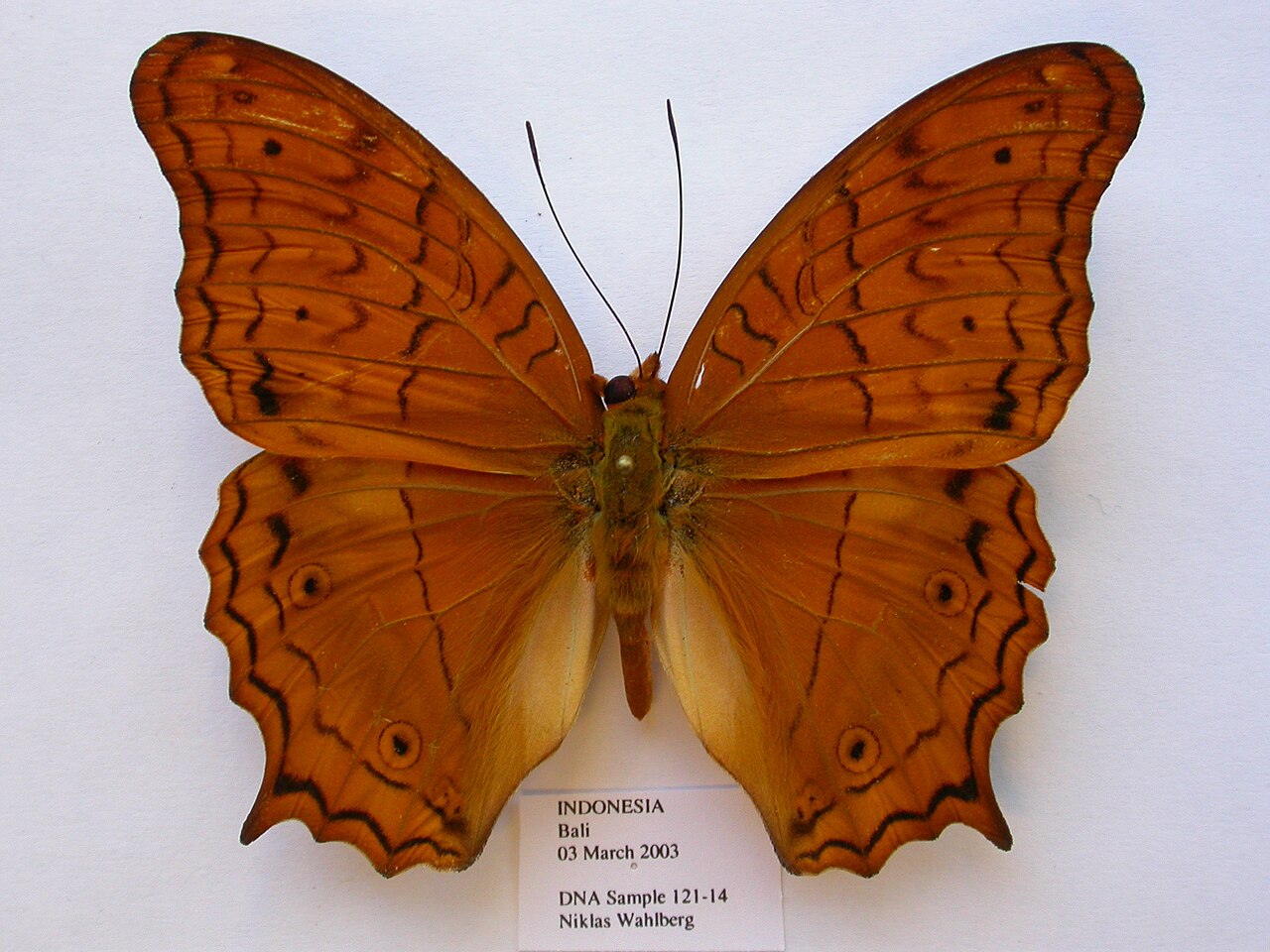 Vindula deione