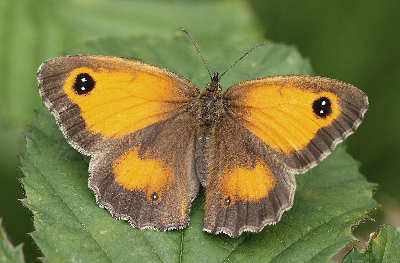 Pyronia tithonus