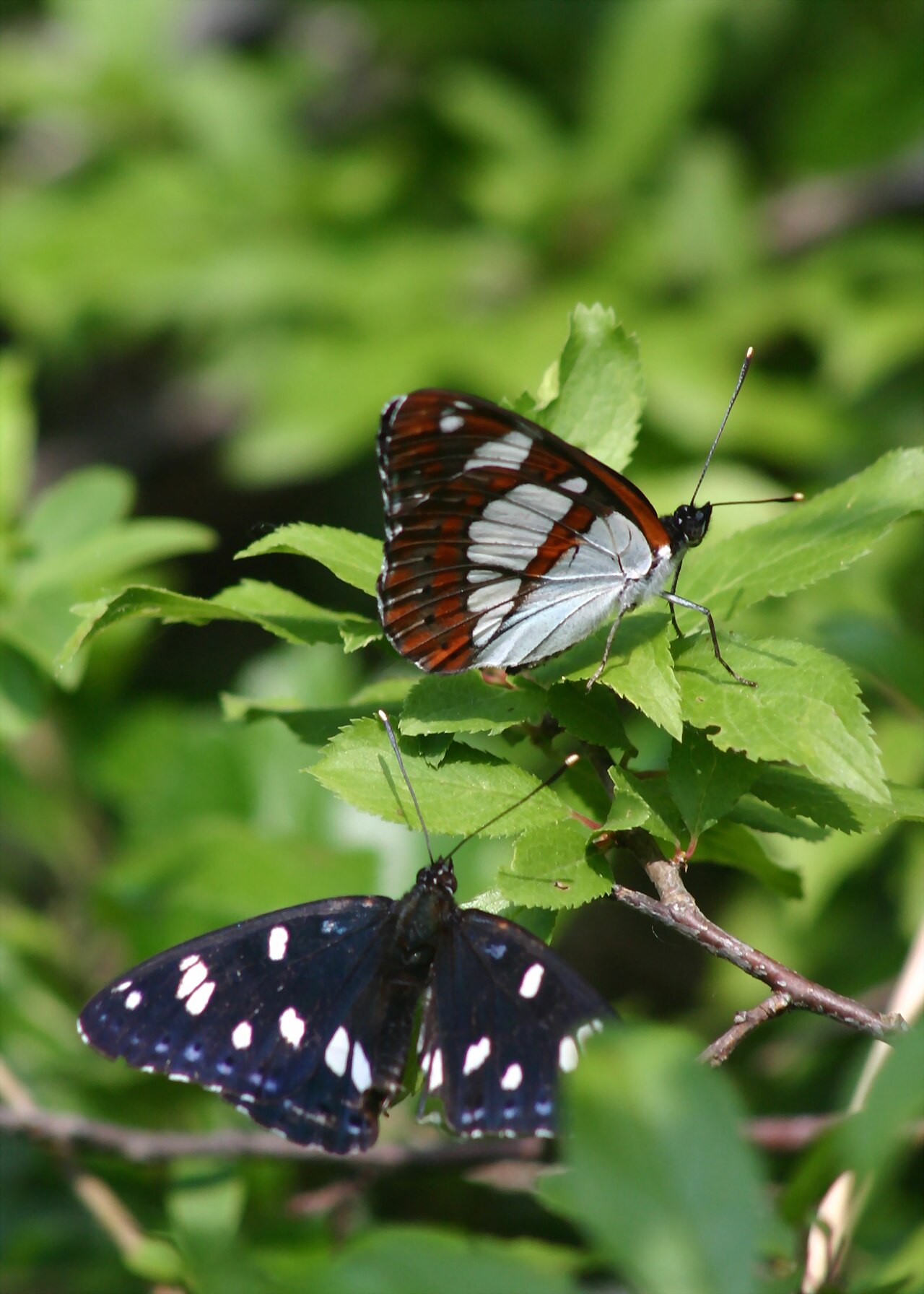 Limenitis reducta