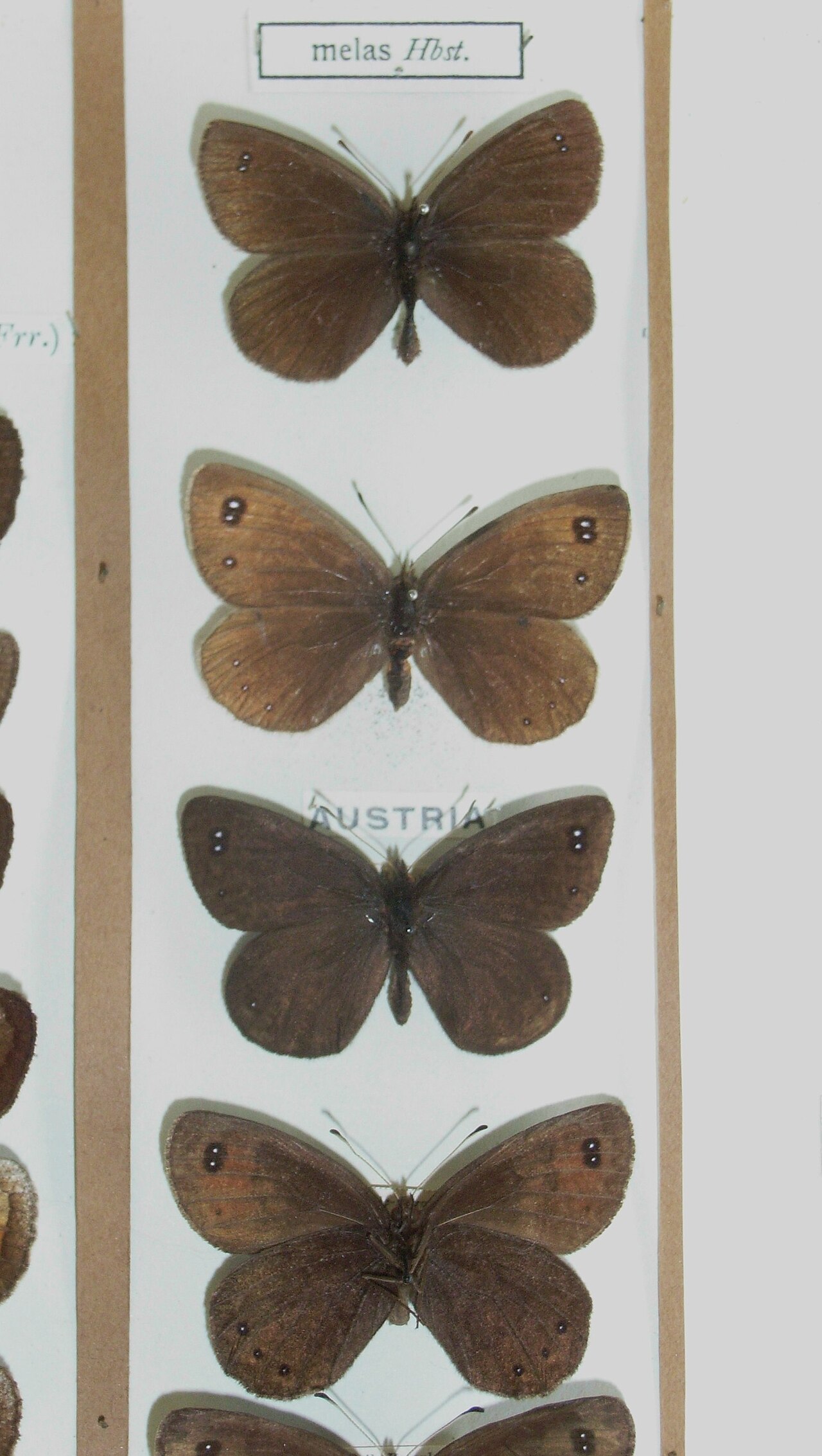 Erebia melas