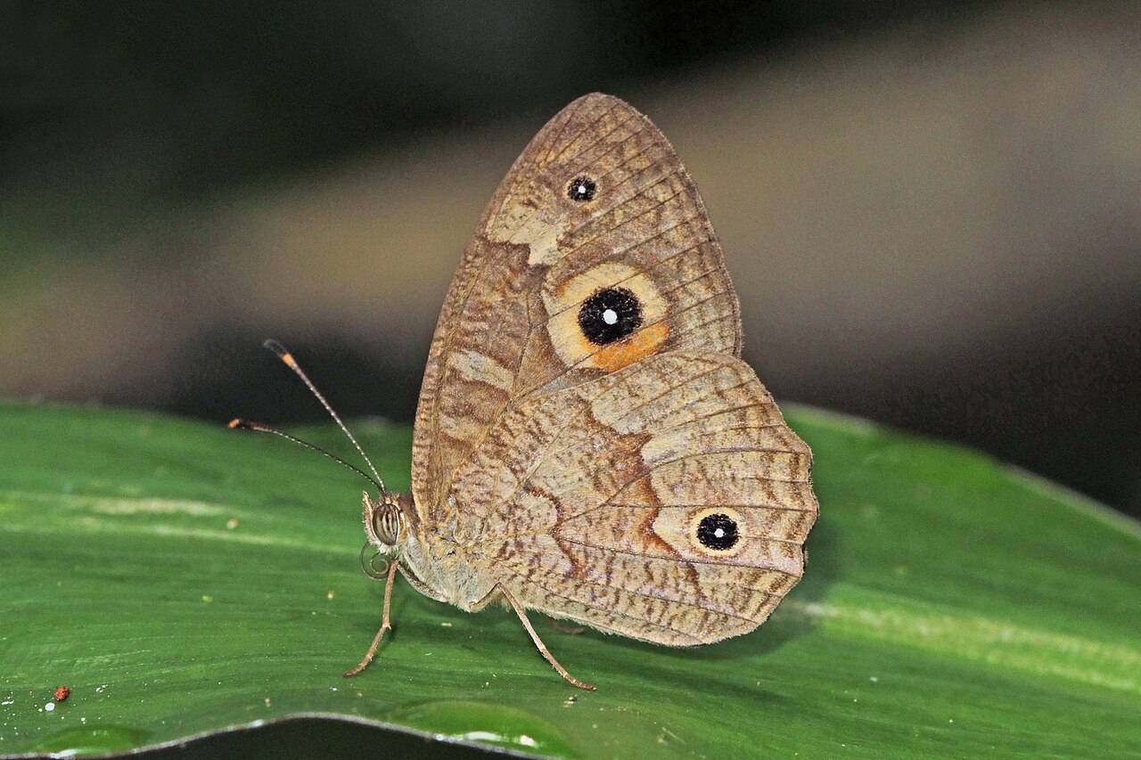 Heteropsis avaratra