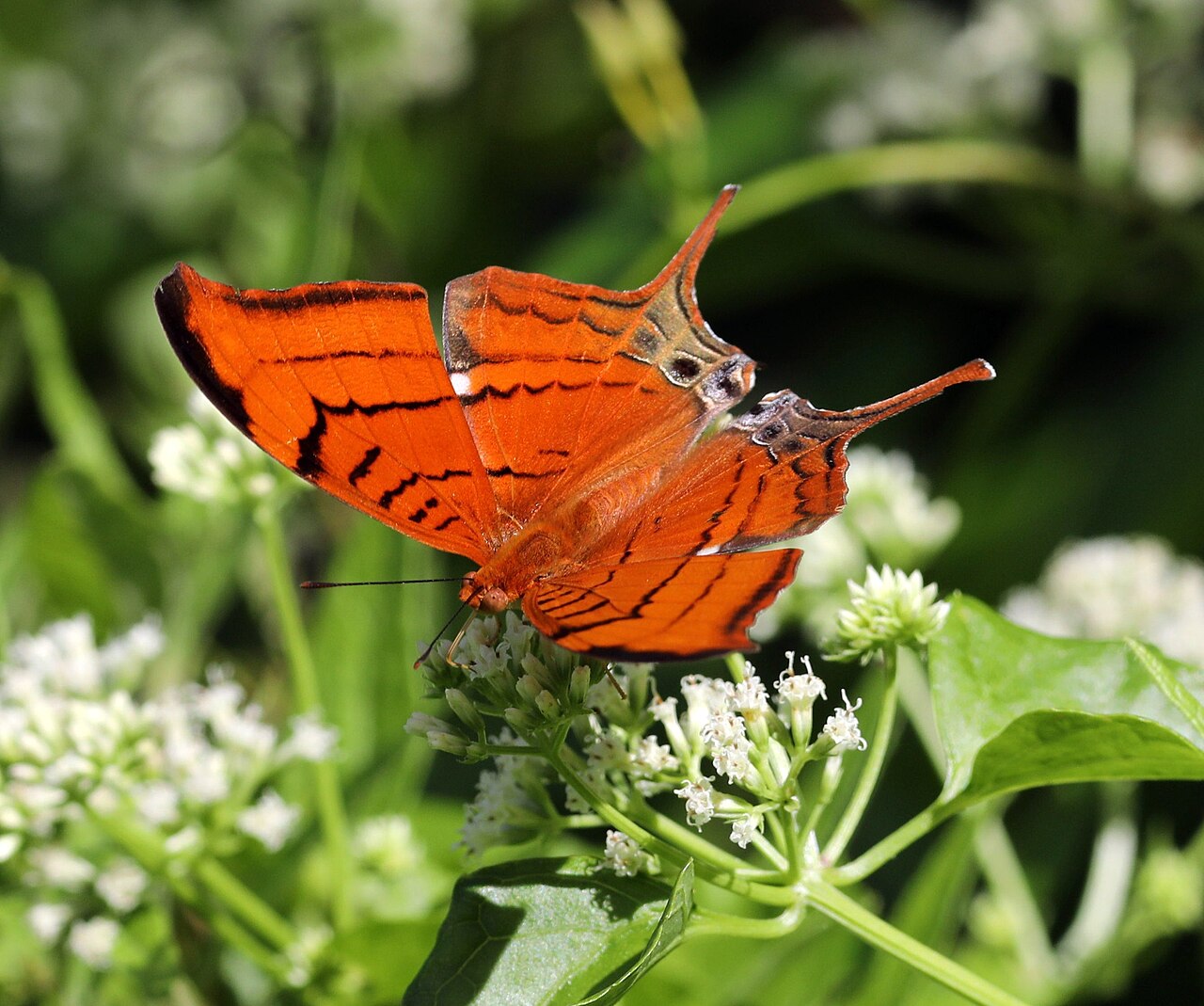 Marpesia eleuchea