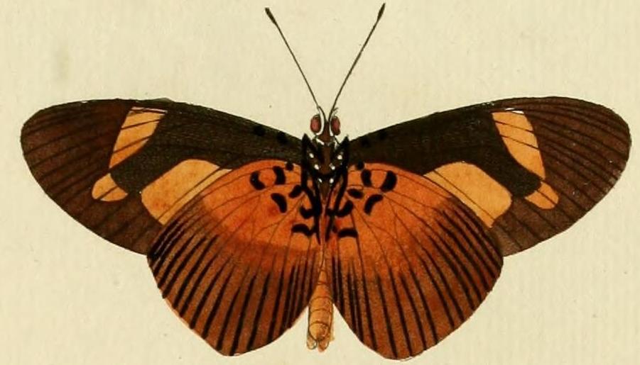 Acraea epaea