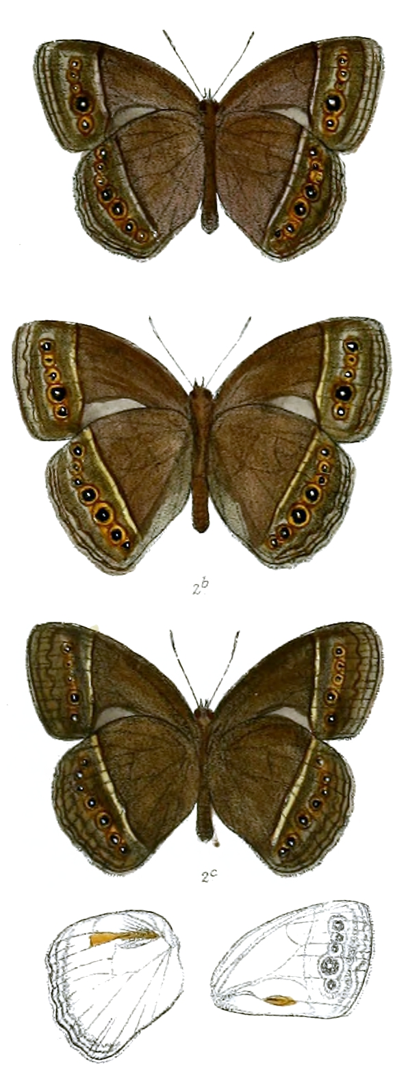 霍氏眉眼蝶（Mycalesis horsfieldii）