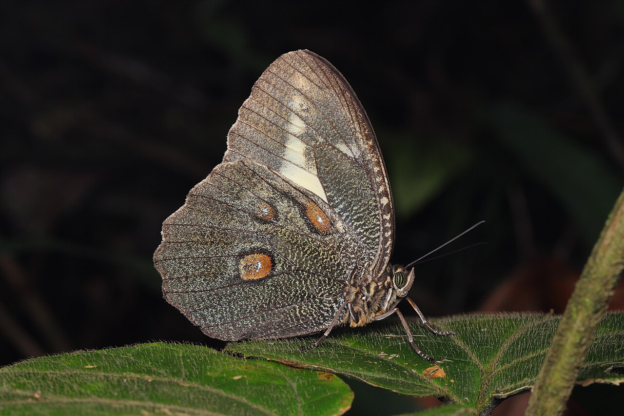Dasyophthalma creusa