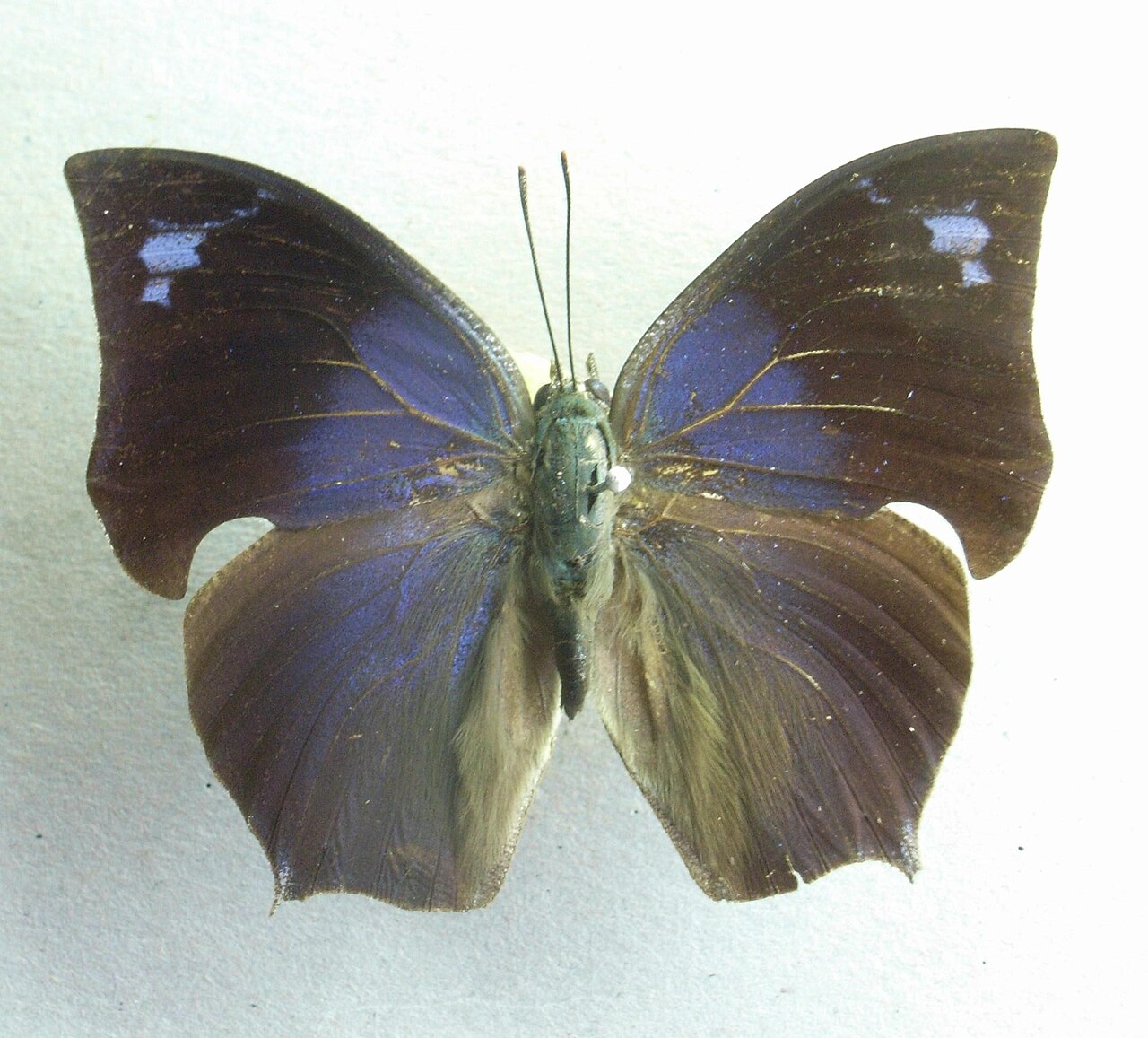 Anaea arachne
