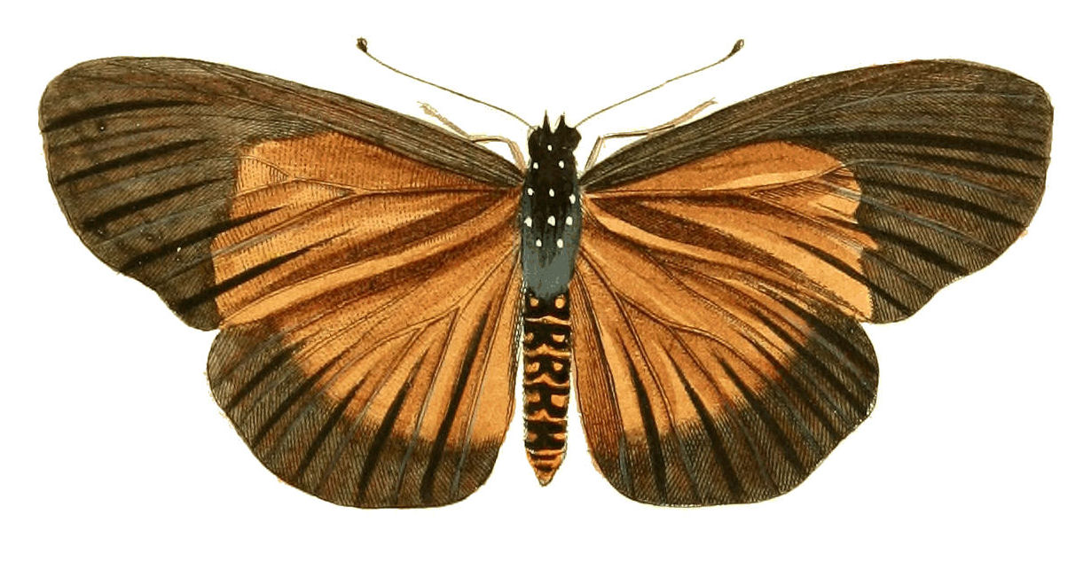 Acraea umbra