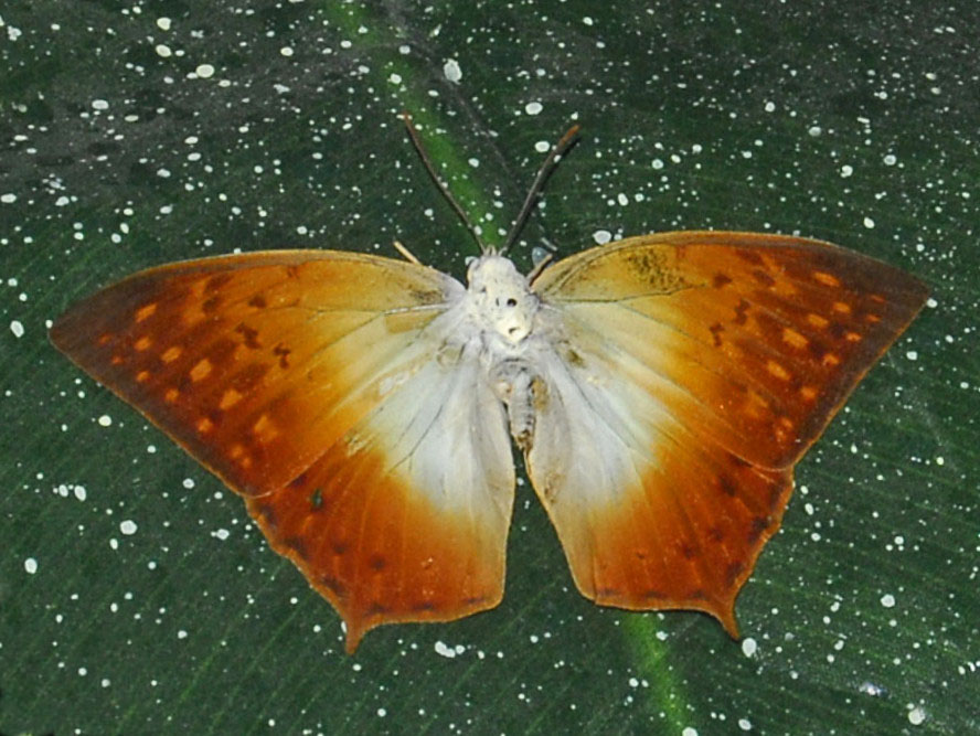 Charaxes fulvescens