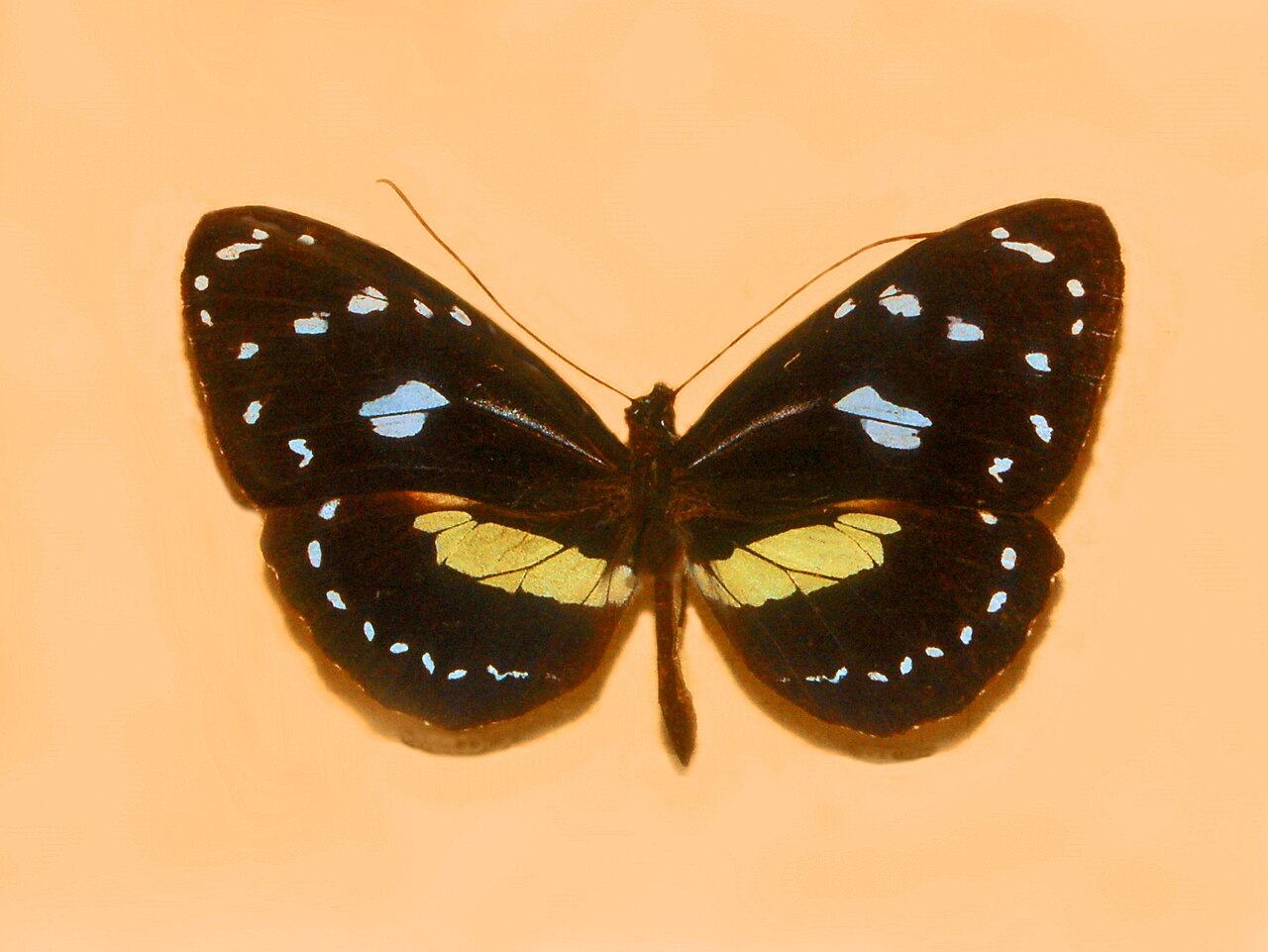 Elzunia humboldtii