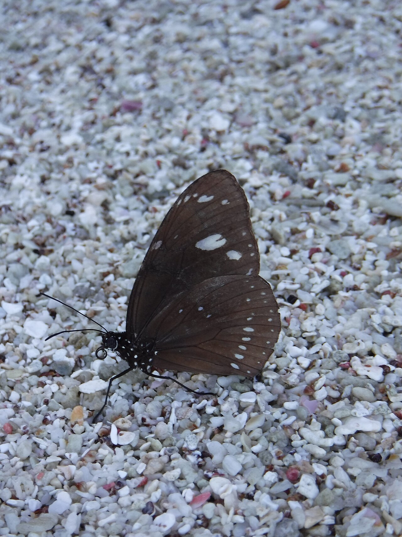 Euploea lewinii