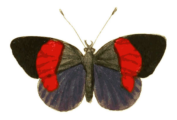 Haematera pyrame