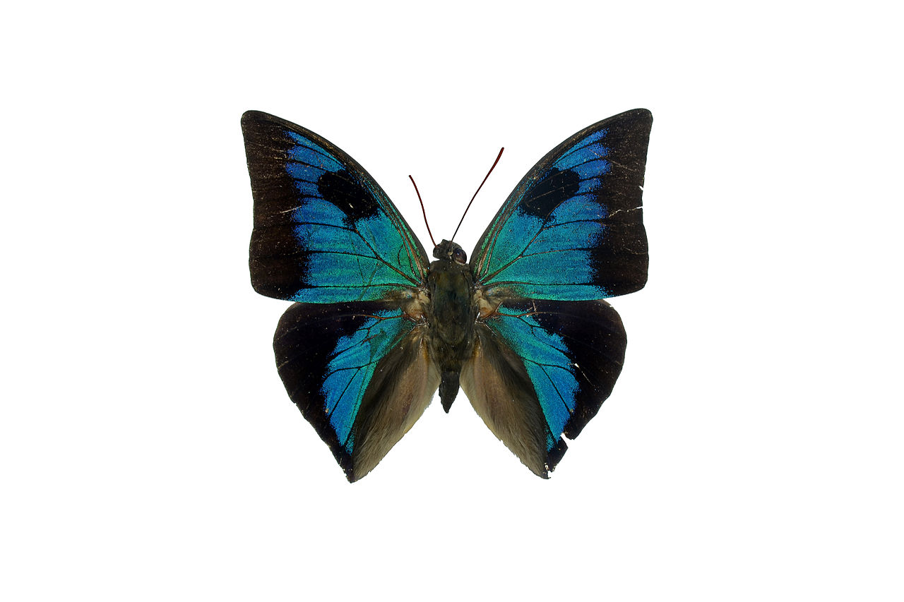 Anaeomorpha mirifica