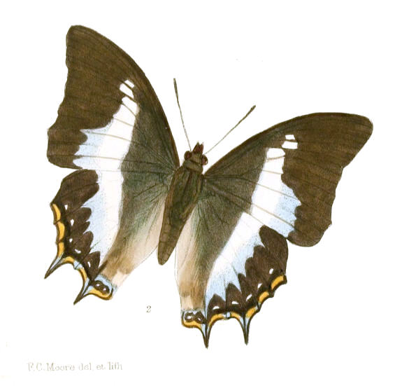 Polyura schreiber（黑凤尾蛱蝶）