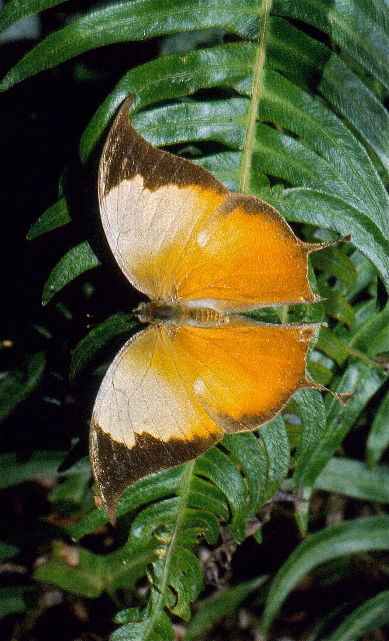 Consul electra