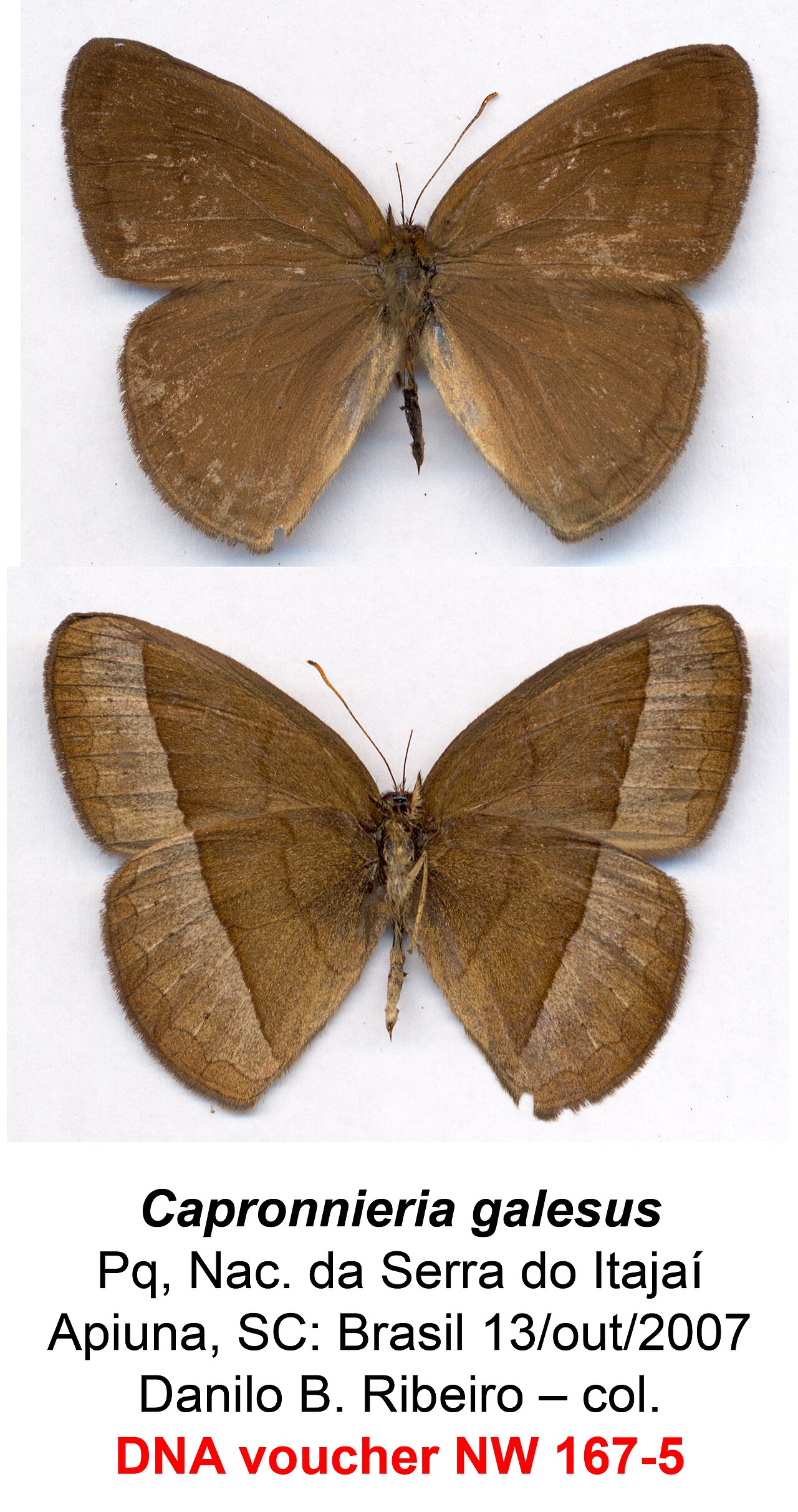 Capronnieria galesus